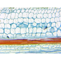 Mikroskop DeltaOptical BioLight 300 40x-400x + Kamera DLT-Cam Basic 2 MP