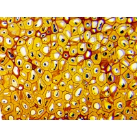 Mikroskop DeltaOptical BioLight 300 40x-400x + Kamera DLT-Cam Basic 2 MP