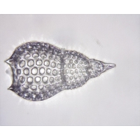 Mikroskop DeltaOptical Biolight 500 40x-1000x