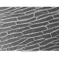 Mikroskop DeltaOptical Genetic Pro Mono 40x-1000x + batérie