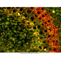 Mikroskop DeltaOptical Genetic Pro Mono 40x-1000x + batérie