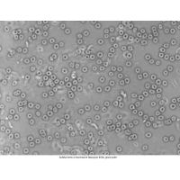 Mikroskop DeltaOptical Genetic Pro Bino 40x-1000x