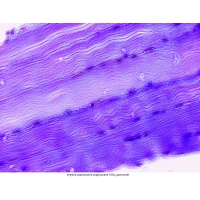 Mikroskop DeltaOptical Genetic Pro Bino 40x-1000x