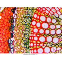 Mikroskop DeltaOptical Genetic Pro Trino 40x-1000x + batérie